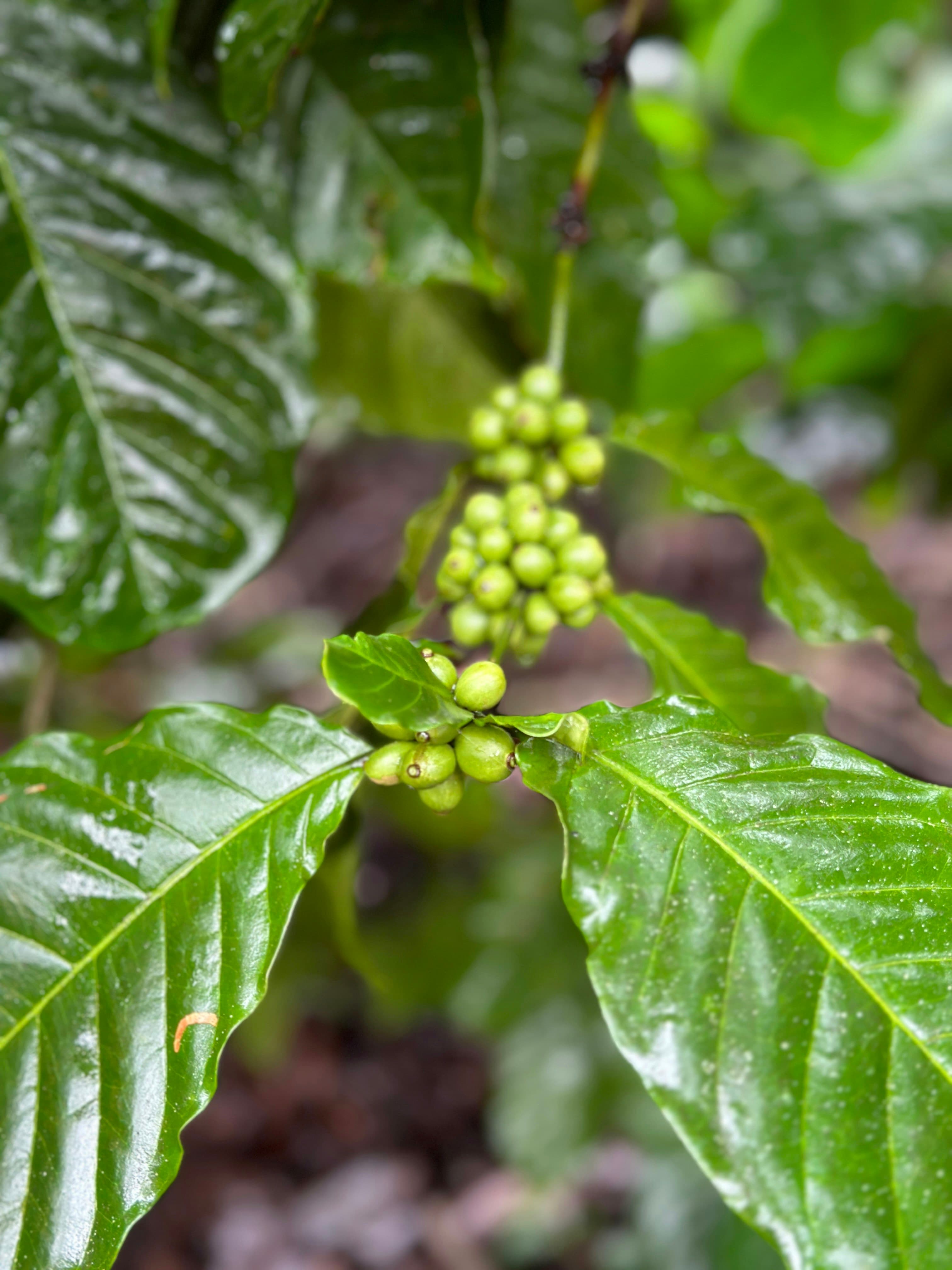 Coffee Estate Walk or Stay